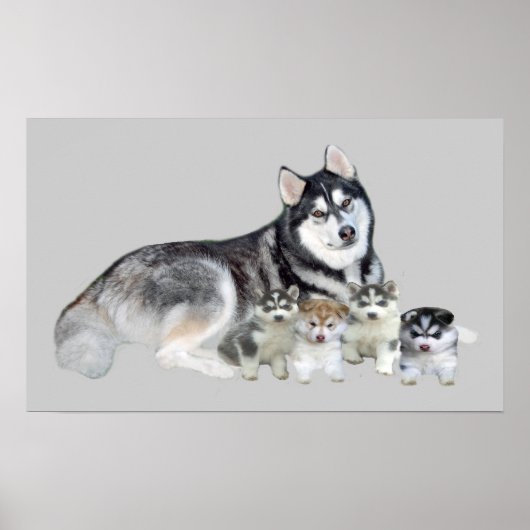 Poster Sibérie Husky & Puppies Imprimer (Devant)