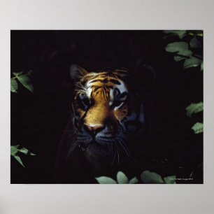 Poster Sibérie Tigre (Panthera Tigris Altaica) pairs