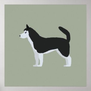 Poster Sibérien Husky