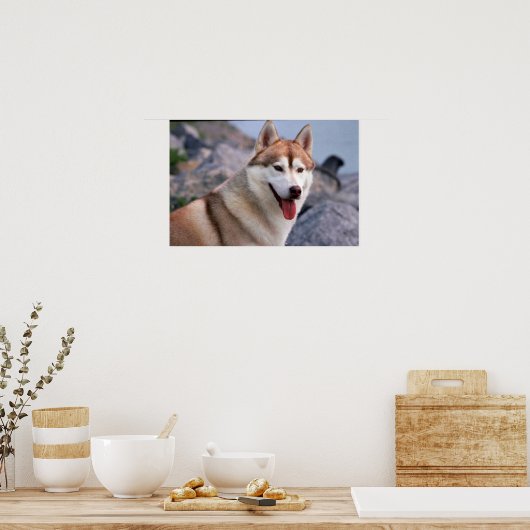 Poster Sibérien Husky (Cuisine)