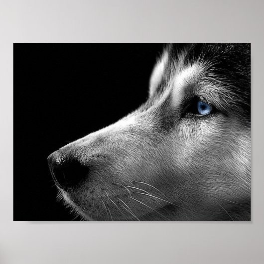 Poster Sibérien Husky Face (Devant)
