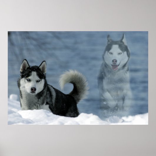 Poster Sibirian Husky (Devant)