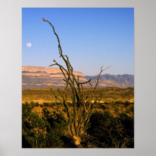 Poster Sierra del Carmen Octillo