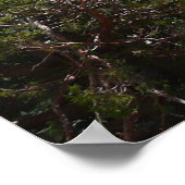 Poster Sierra Nevada Mountains II de Yosemite (Coin)