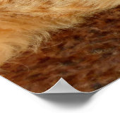 Poster Siesta - Chat relaxant (Coin)