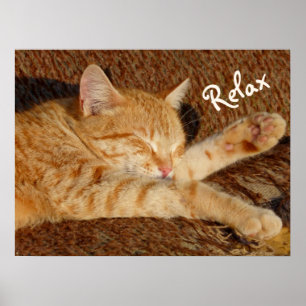Poster Siesta - Chat relaxant