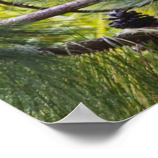 Poster Sifaka de Coquerel dans la forêt (Coin)