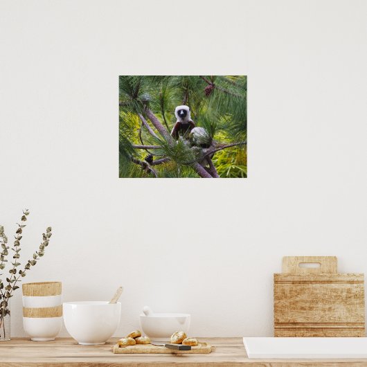 Poster Sifaka de Coquerel dans la forêt (Cuisine)