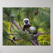 Poster Sifaka de Coquerel dans la forêt (Devant)