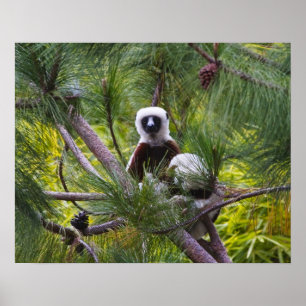 Poster Sifaka de Coquerel dans la forêt
