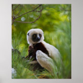Poster Sifaka de Coquerel dans la forêt 2 (Devant)