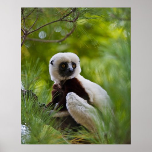 Poster Sifaka de Coquerel dans la forêt 2 (Devant)