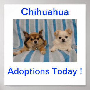 Poster Signature de l'adoption du Chihuahua aujourd'hui