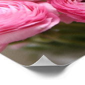 Poster signe de fleurs de ranunculus rose (Coin)