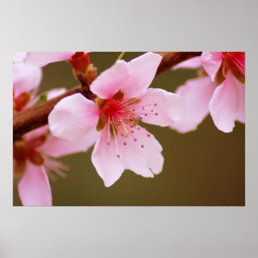 Poster signe d'impression du ressort (Devant)