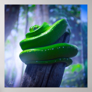 Poster Signé Green Tree Python (A)