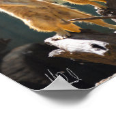 Poster Signé Taronga Western Plains Zoo Dubbo - Meerkat (Coin)