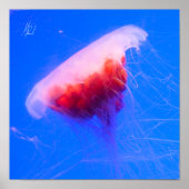 Poster Signed Red Jellyfish (Devant)