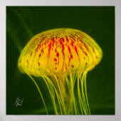 Poster Signed Yellow Jellyfish (Devant)