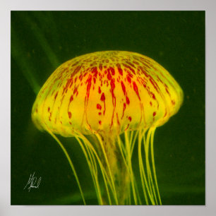 Poster Signed Yellow Jellyfish