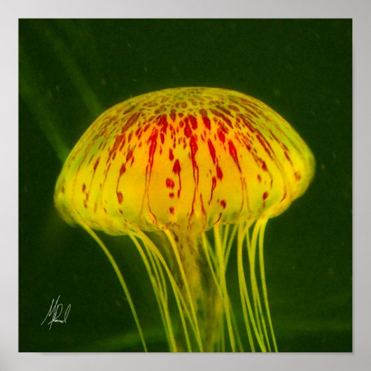 Poster Signed Yellow Jellyfish (Devant)