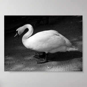 Poster Siiis