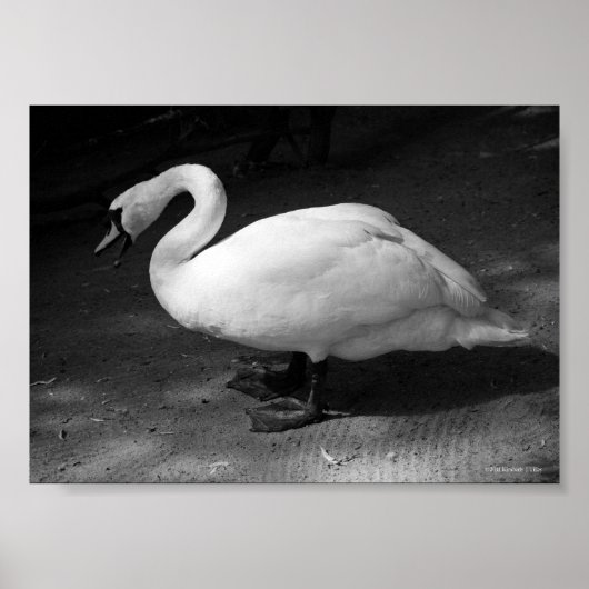 Poster Siiis (Devant)