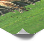 Poster Sika cerf debout dans une clairière (Coin)