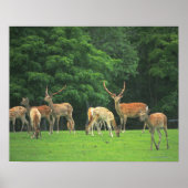 Poster Sika cerf debout dans une clairière (Devant)