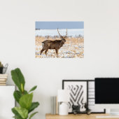 Poster Sika Stag dans un champ neigeux | Japon (Bureau à domicile)