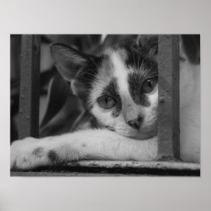 Poster S'il vous plaît Kitty