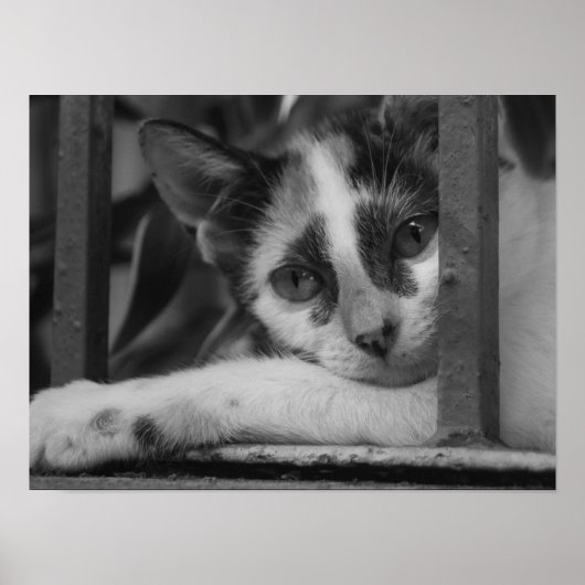 Poster S'il vous plaît Kitty (Devant)