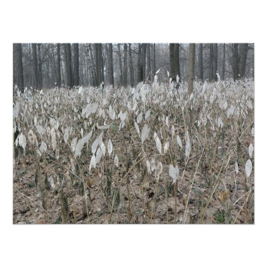 Poster Silence de la forêt tranquille (Devant)