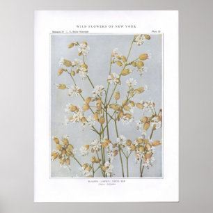 Poster Silène enflée ; Latifolia blanc de Ben - de Sile