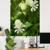 Poster Silene Vulgaris (Bureau à domicile)