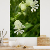 Poster Silene Vulgaris (Cuisine)