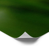 Poster Silene Vulgaris (Coin)