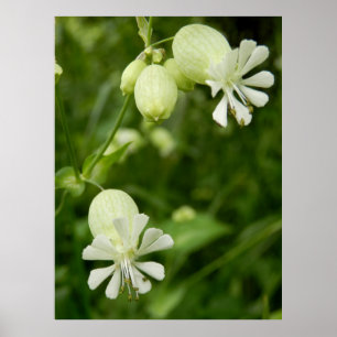 Poster Silene Vulgaris
