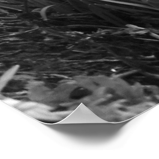 Poster Silent creek (Coin)