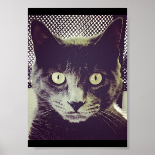 Poster Silent Kitty (Devant)