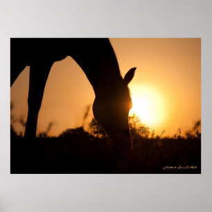 Poster Silhouette arabe au lever du soleil