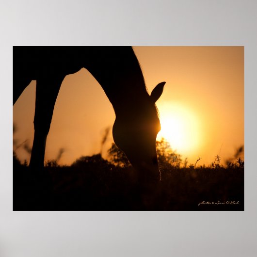 Poster Silhouette arabe au lever du soleil (Devant)
