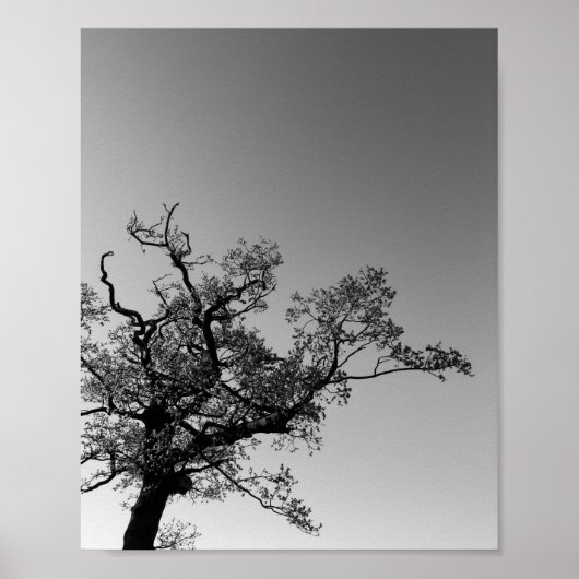 Poster Silhouette D'Arbre Noir Et Blanc Avec Coucher De S (Devant)