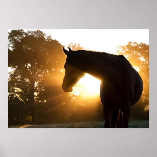 Poster Silhouette de cheval contre coup de soleil (Devant)