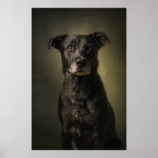 Poster Silhouette de chien élégant (Devant)
