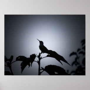 Poster Silhouette de colibri brillant