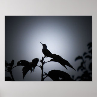 Poster Silhouette de colibri brillant