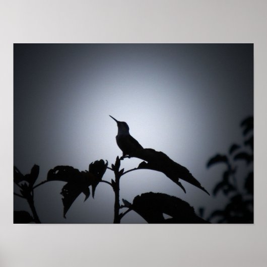 Poster Silhouette de colibri brillant (Devant)