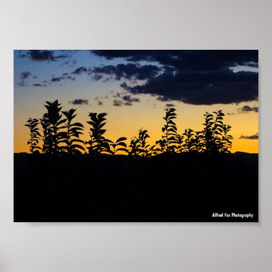 Poster Silhouette de feuilles la nuit (Devant)