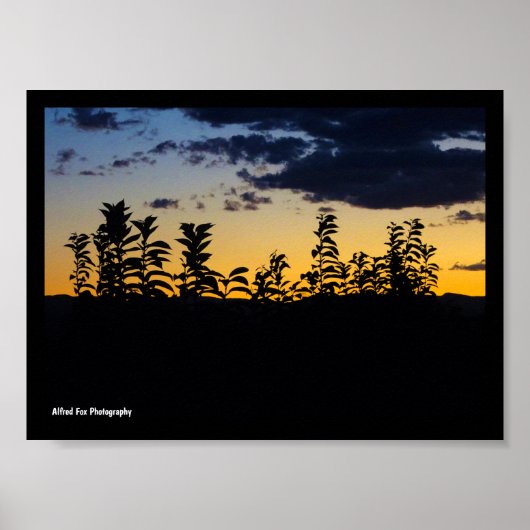 Poster Silhouette de feuilles la nuit (Devant)
